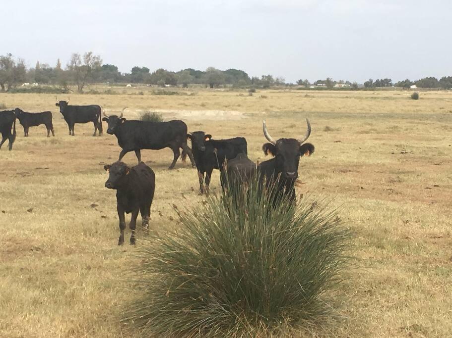 "Le Nature" Camargue Jardin Arles Esterno foto