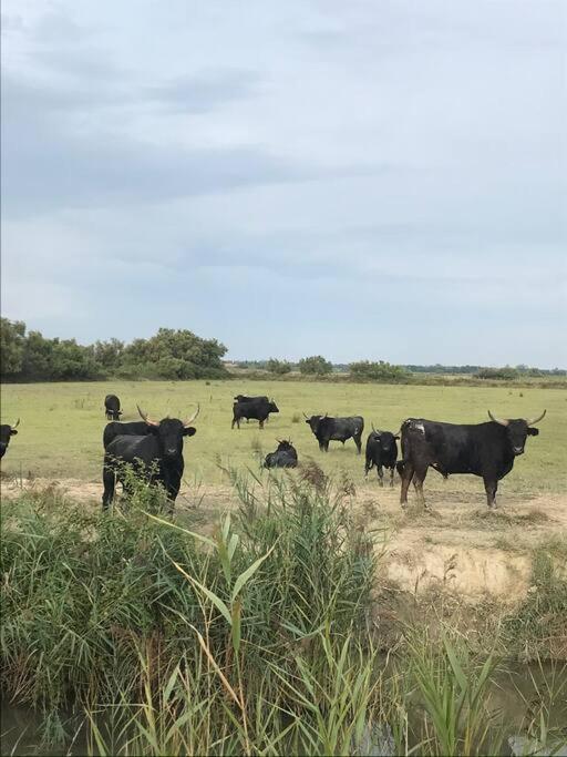 "Le Nature" Camargue Jardin Arles Esterno foto